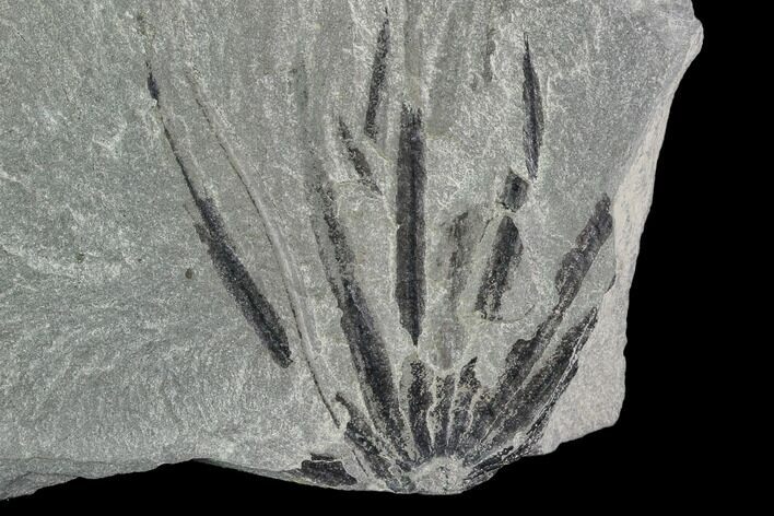 Pennsylvanian Fossil Horsetail (Annularia) Whorl - Kentucky #112901